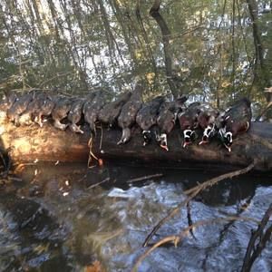 Meet your Posher, Jedd